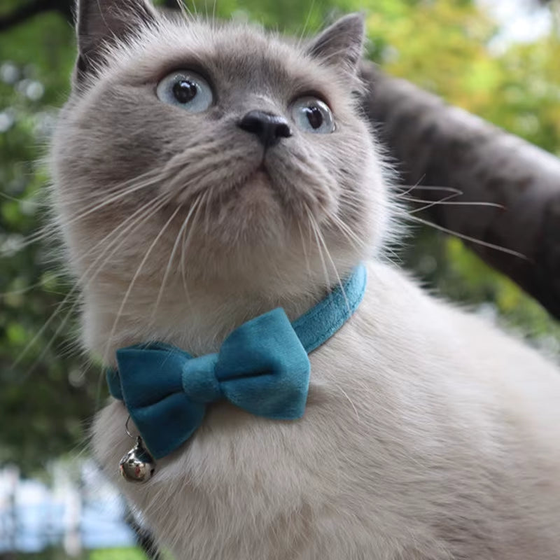 Collier En Velours Solide Avec Cloche Pour Chat, Nministériels D Papillon, Accessoire De Sécurité Réglable Pour Chiot, Chihuahua